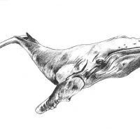 Boceto_Simbad
